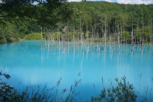 美瑛町の青い池