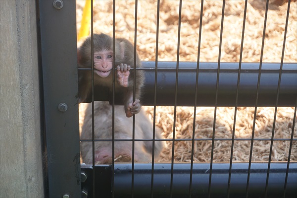 旭山動物園　サルの赤ちゃん
